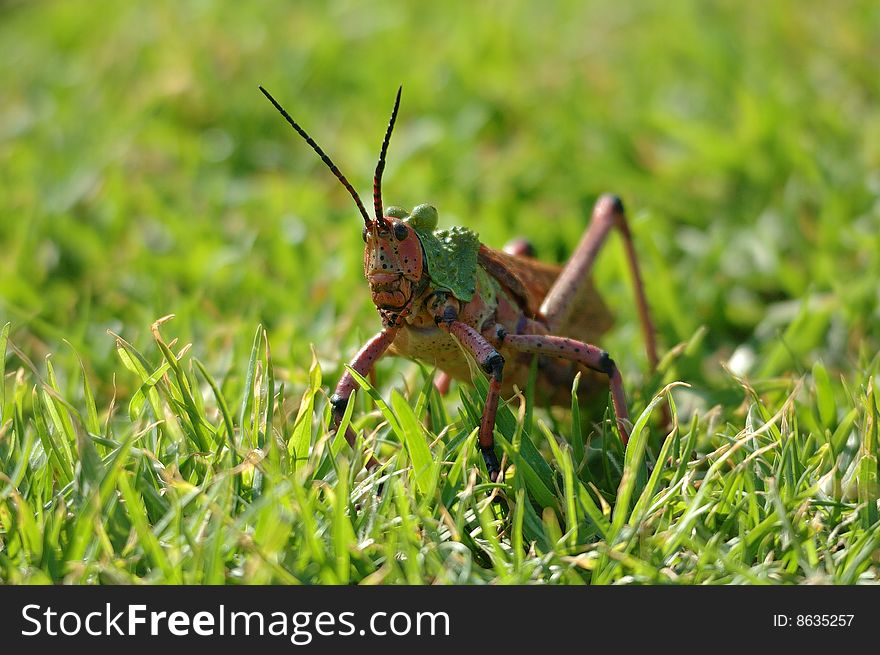 Beautiful grasshopper (Phymateus leprosis) in South Africa