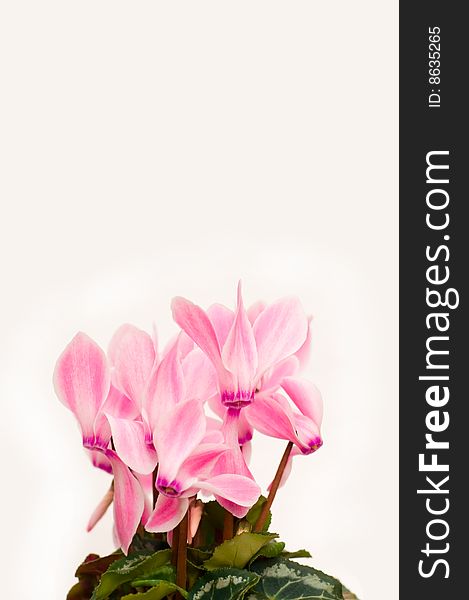 Pink cyclamen isolated with white background. Pink cyclamen isolated with white background