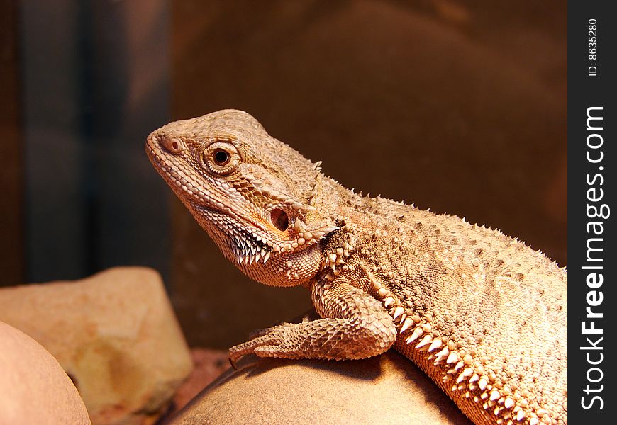 A bearded dragon on background.