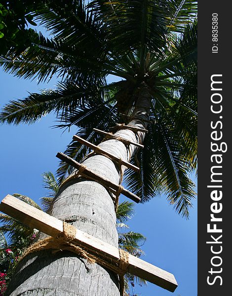 Palm with stair for gathering coconuts