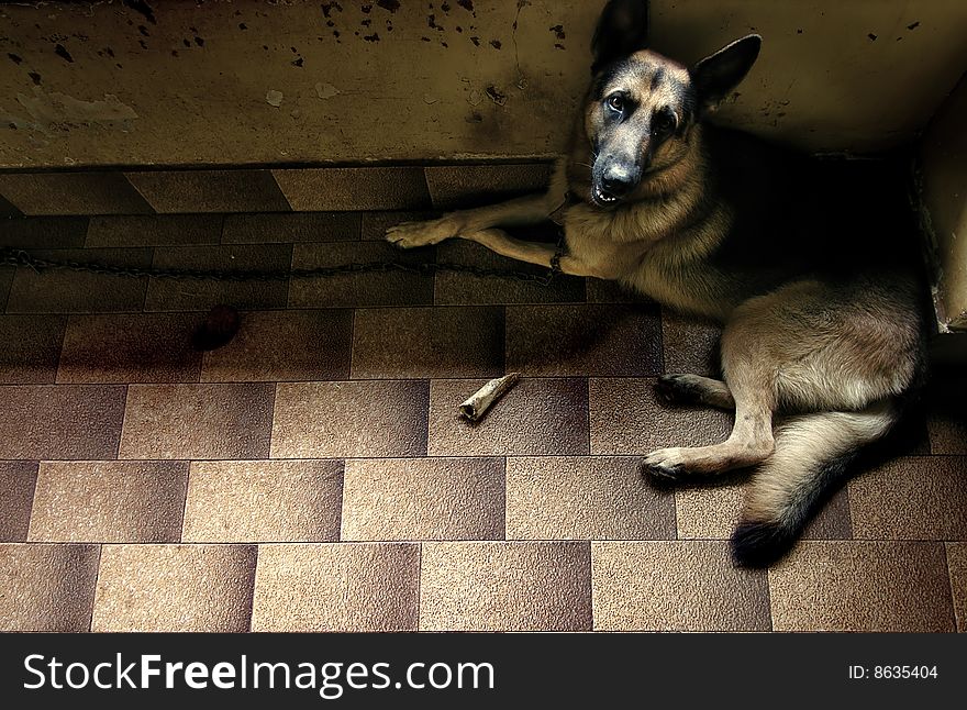 Young german shepherd looking up