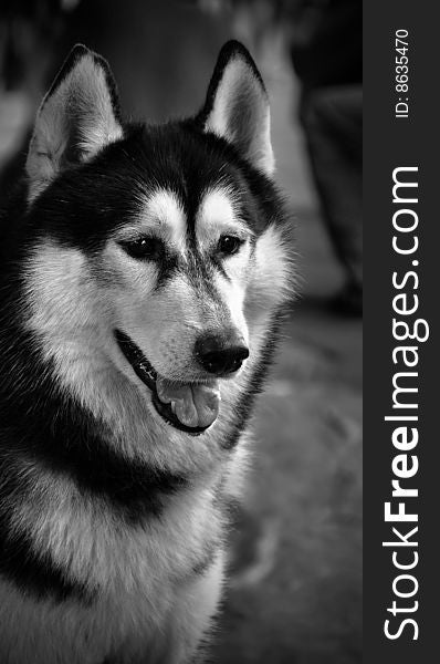 Black and white portrait of siberian husky