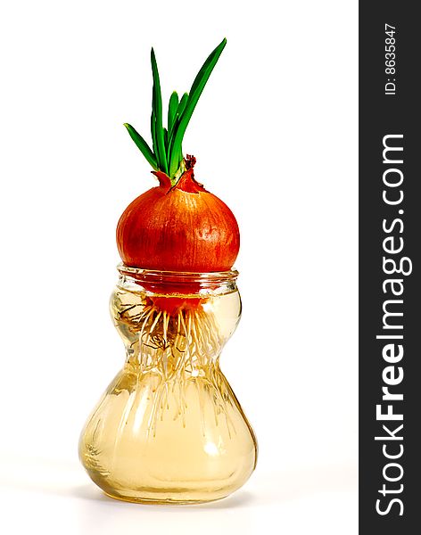 Onion in glass on a white