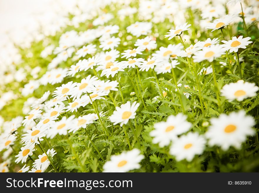 Field of daisies, selective DOF, focus on right.