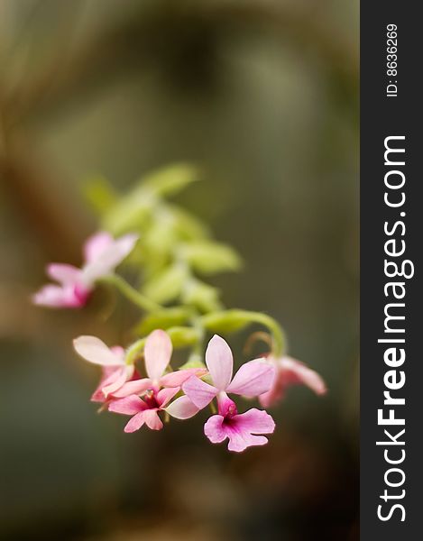Pink oncidium orchid flowers in natural environment. Pink oncidium orchid flowers in natural environment