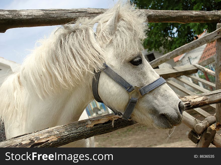 White horse portrait