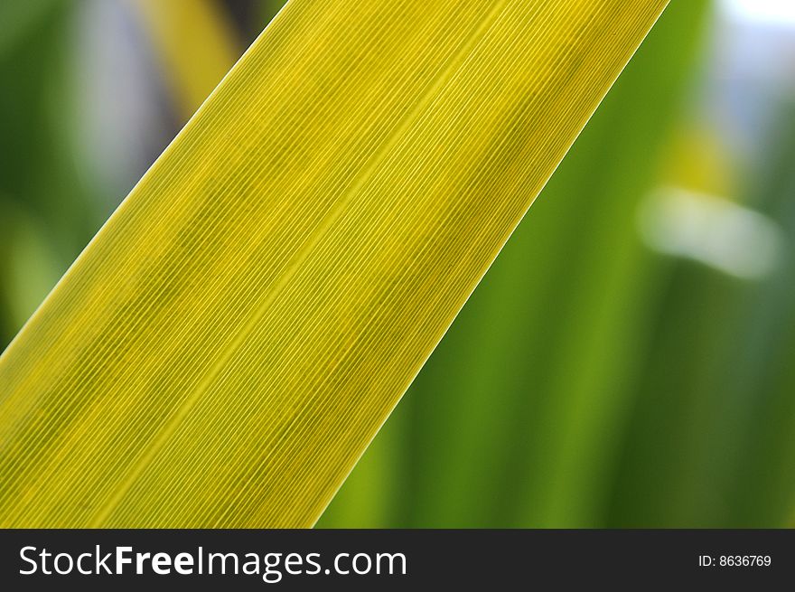 Close up of a green leaf, background out of focus.