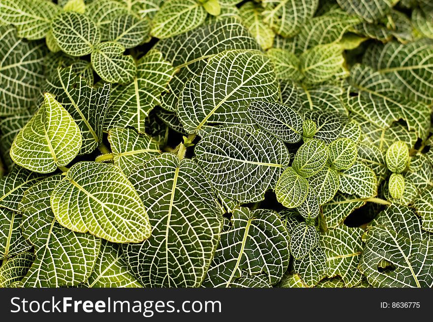 Green striped leaves background