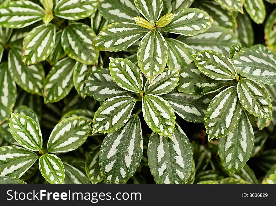 Green Striped Leaves Background