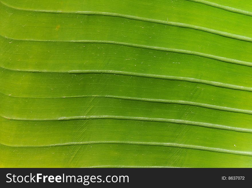Close up of a green leaf, some horizontal lines visible.