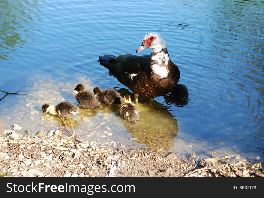 Duck with family in a lake. Duck with family in a lake