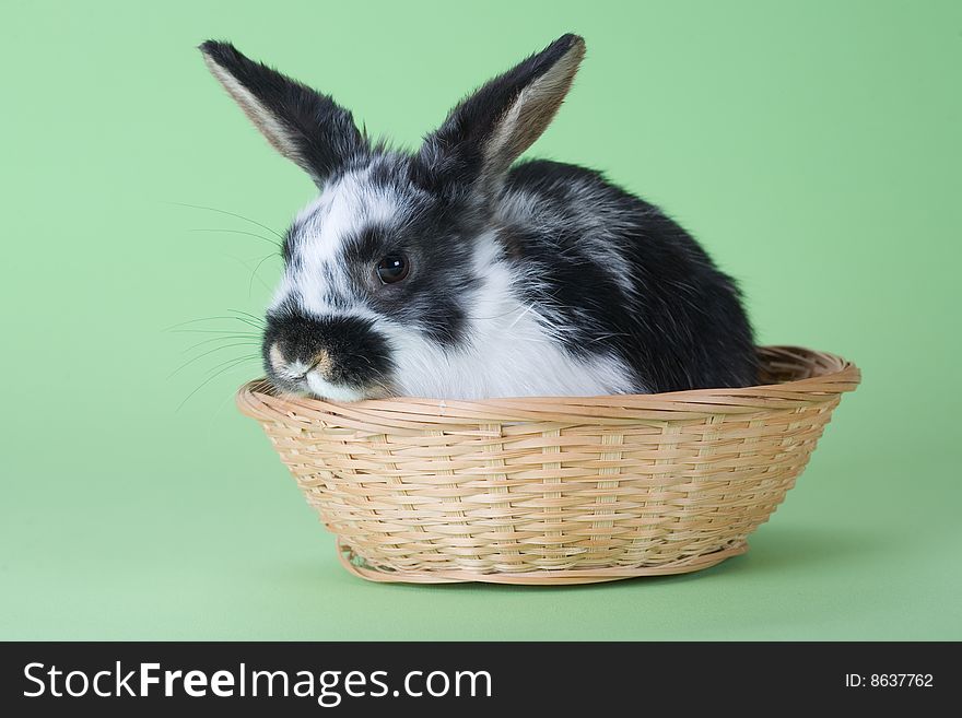 Spotted bunny in the basket, isolated on green