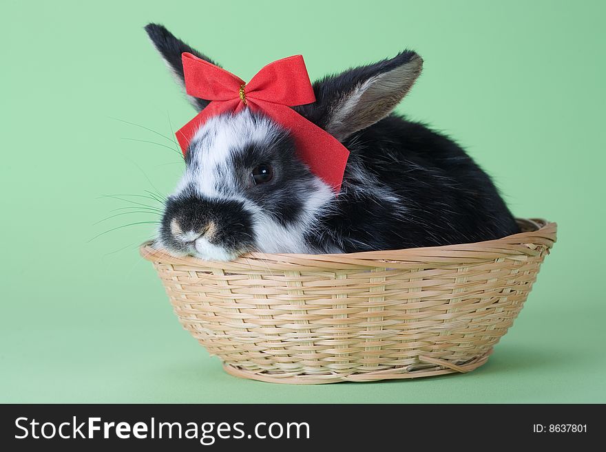 Spotted Bunny With Red Bow Tie, Isolated