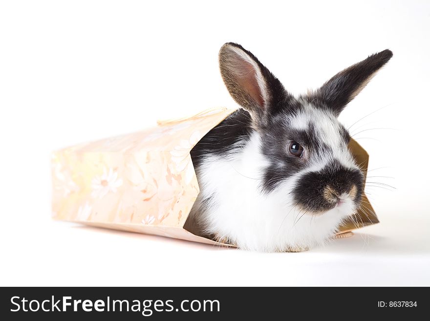 Spotted bunny in the bag, isolated on white