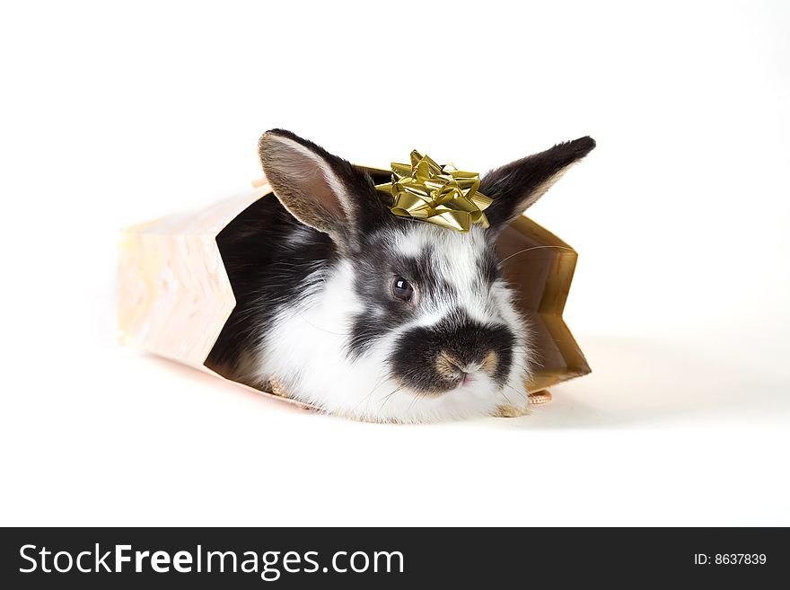 Spotted bunny in the bag with gold star, isolated. Spotted bunny in the bag with gold star, isolated