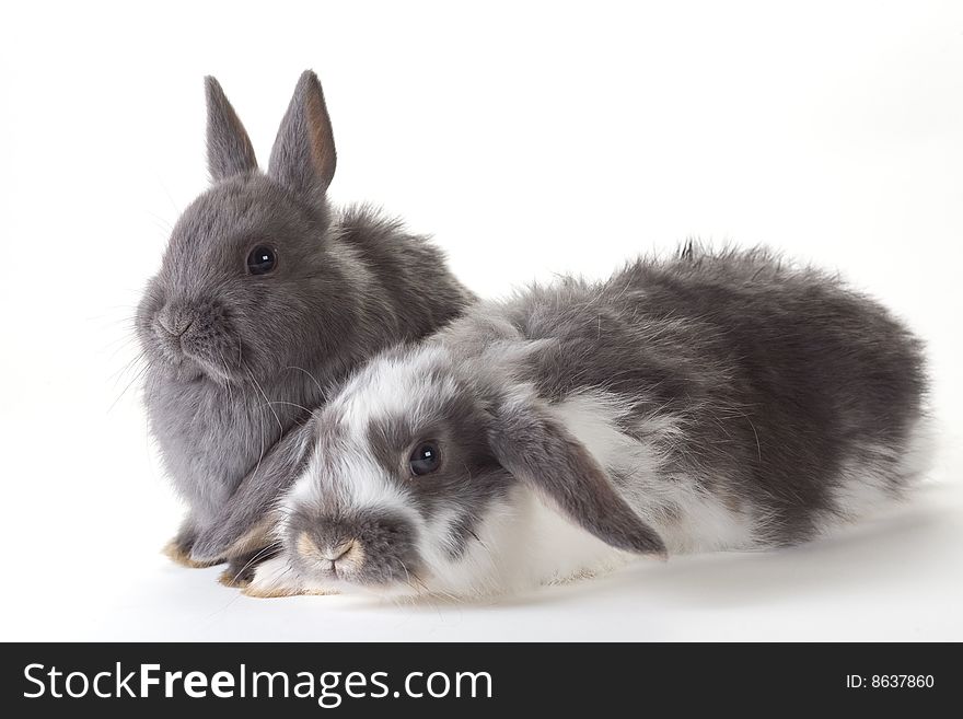 Two bunny, isolated on white