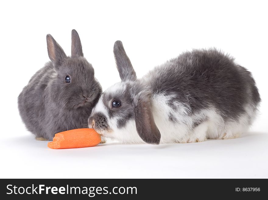 Two Bunny And A Carrot, Isolated