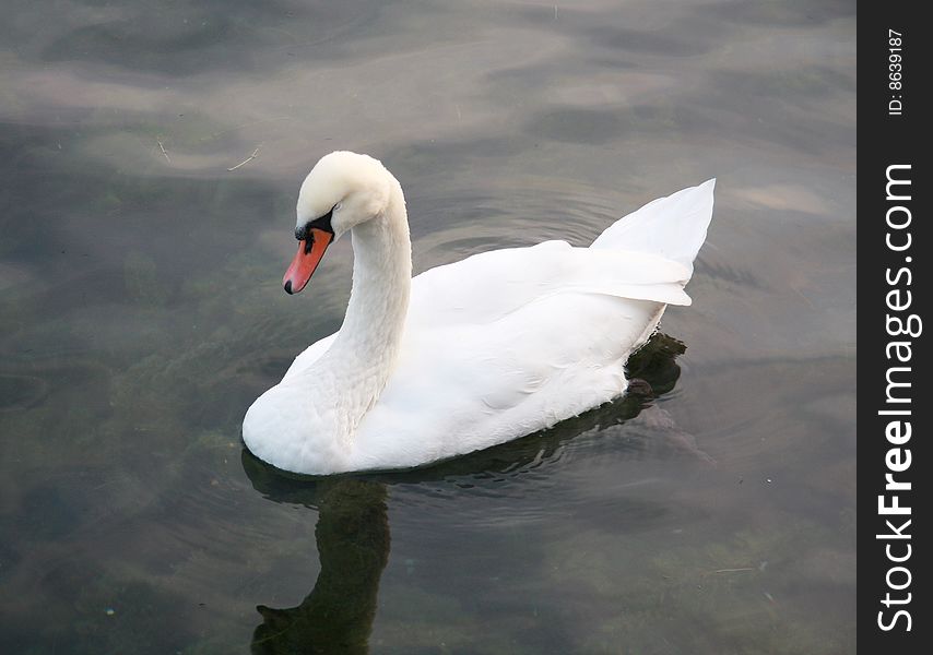 Beautiful swan and reflection in a surface