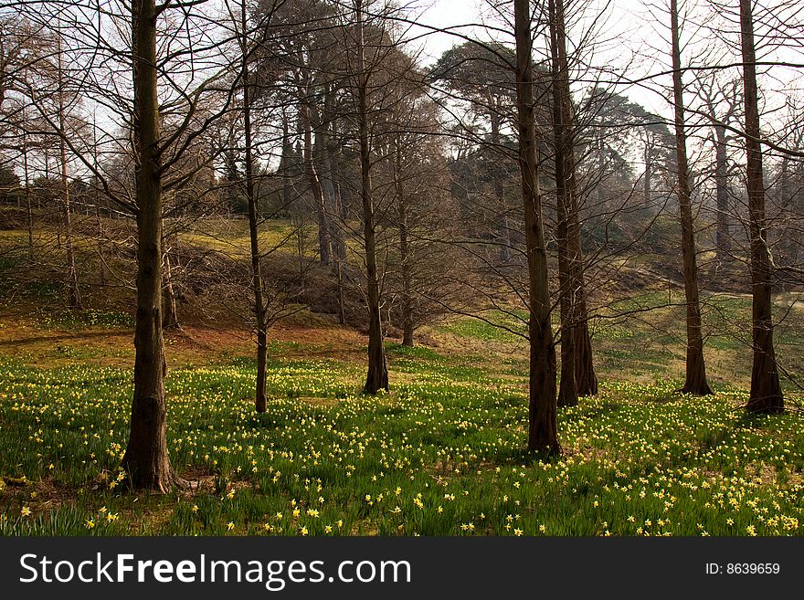 Spring Forest With Daffodil Flowers