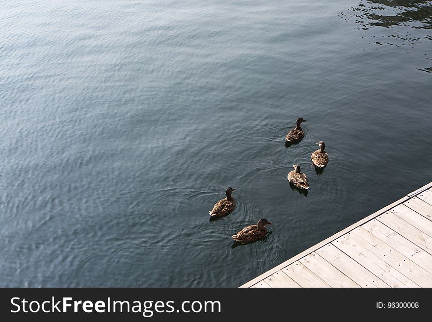 Ducksâ€™ Meeting