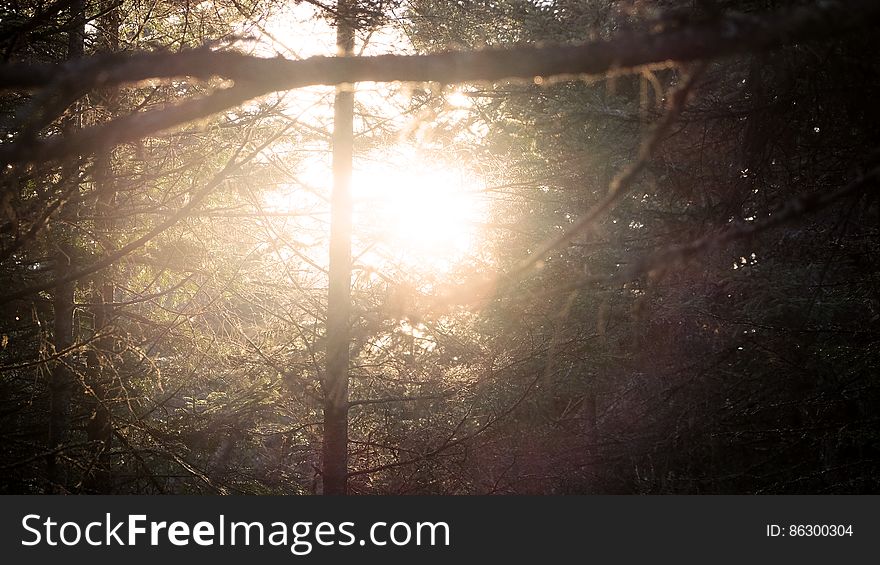 Light In The Forest