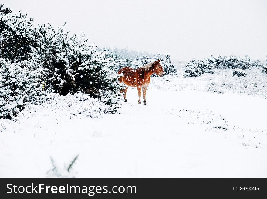 Small Horse In The Snow