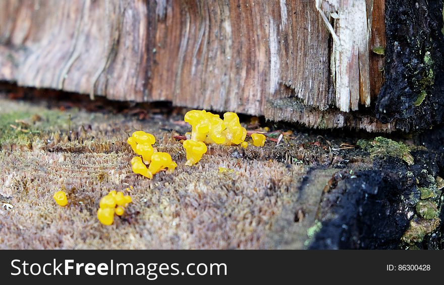 Colorful Mushrooms