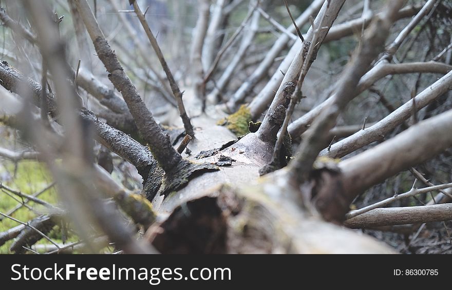 Dead Tree