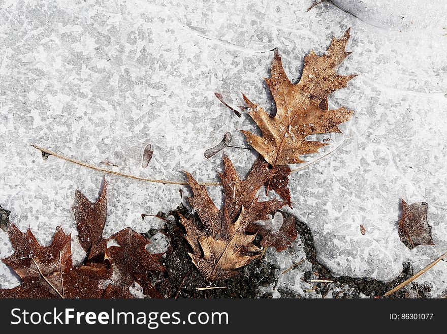 Icy Leaves