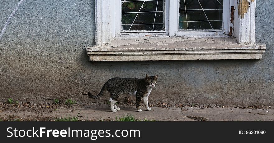Cat of the Ukraine