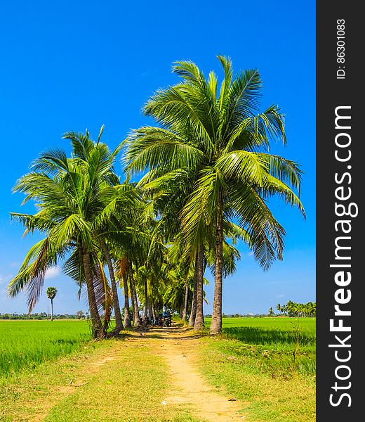 Palm Tree Road