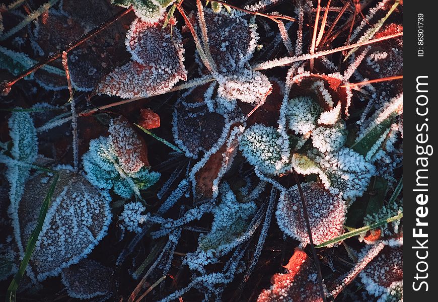 Frost Leaves