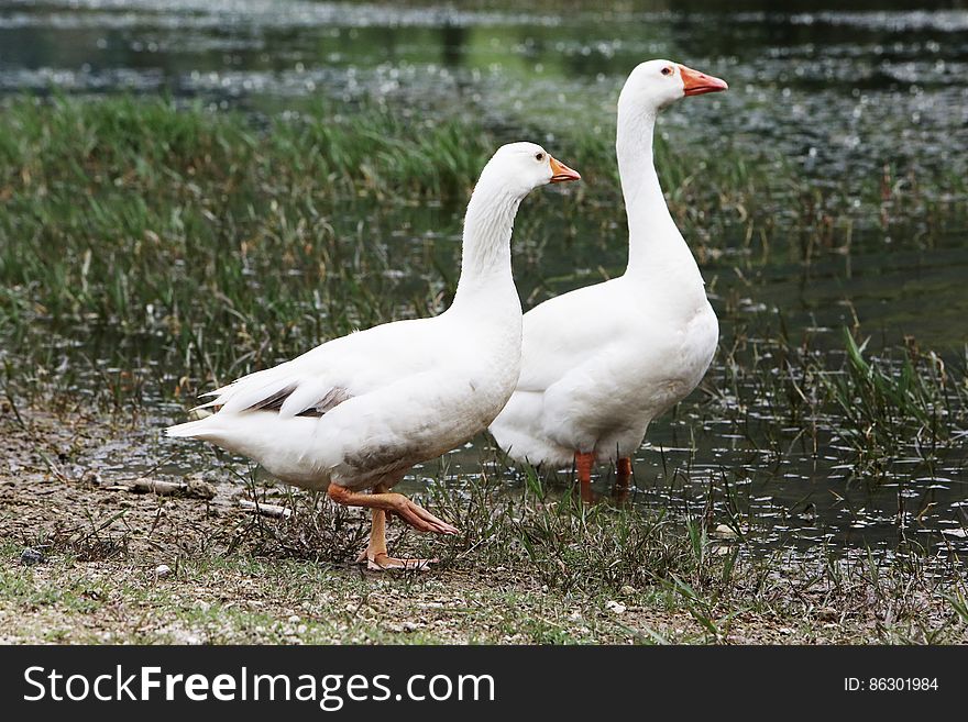 Gooses
