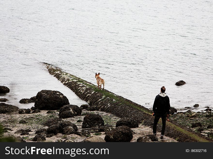 Man & Dog At The Beach