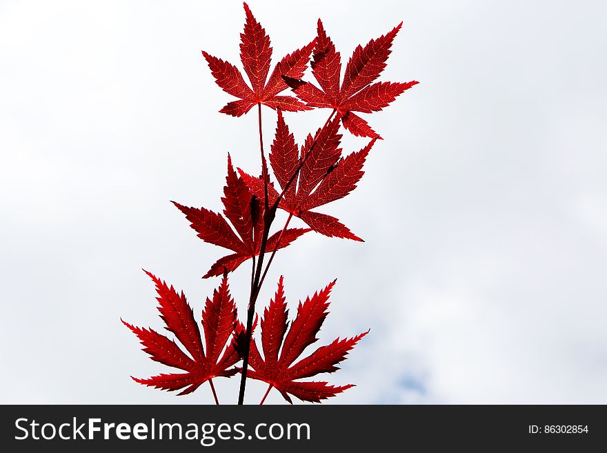 Maple Leaves