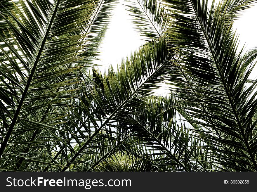 Palms Leaves