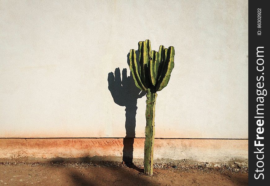 Lonely Cactus