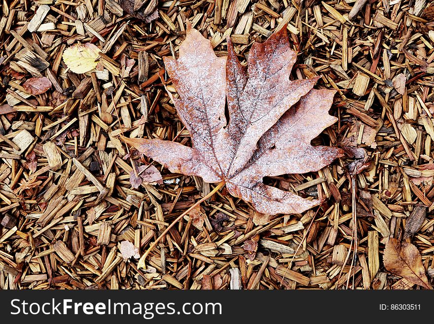 Leaf On Wood Carpet