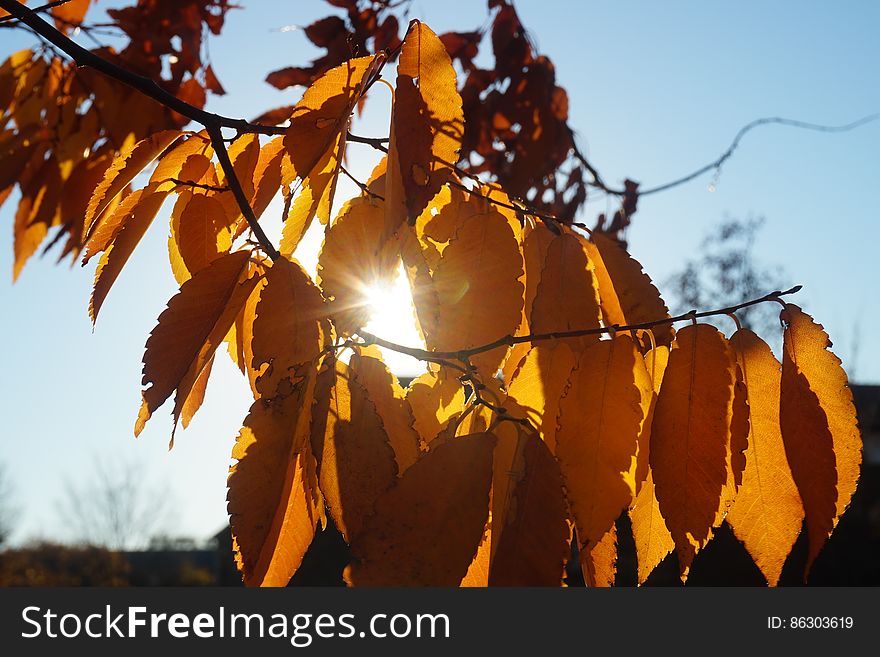 Sunny Leaves