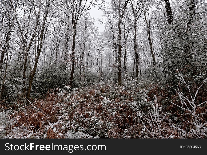 Ardennes Forest