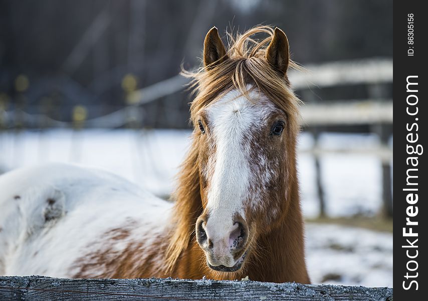 Horse portrait