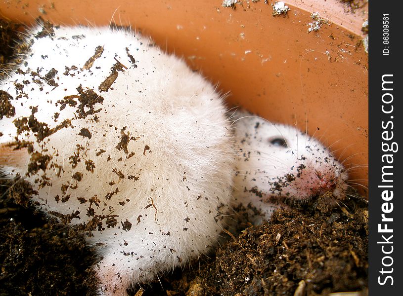 Neu trying to dig an tunnel to escape this horrible home where no one loves him. Neu trying to dig an tunnel to escape this horrible home where no one loves him...