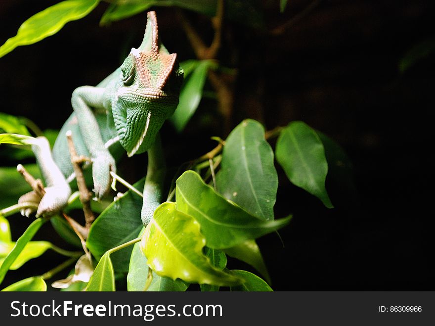 Green Brown Gecko