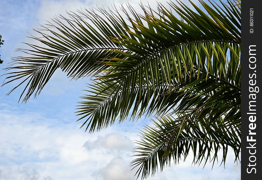 Green Palm Tree Under Blue Cloudy Sky during Daytime