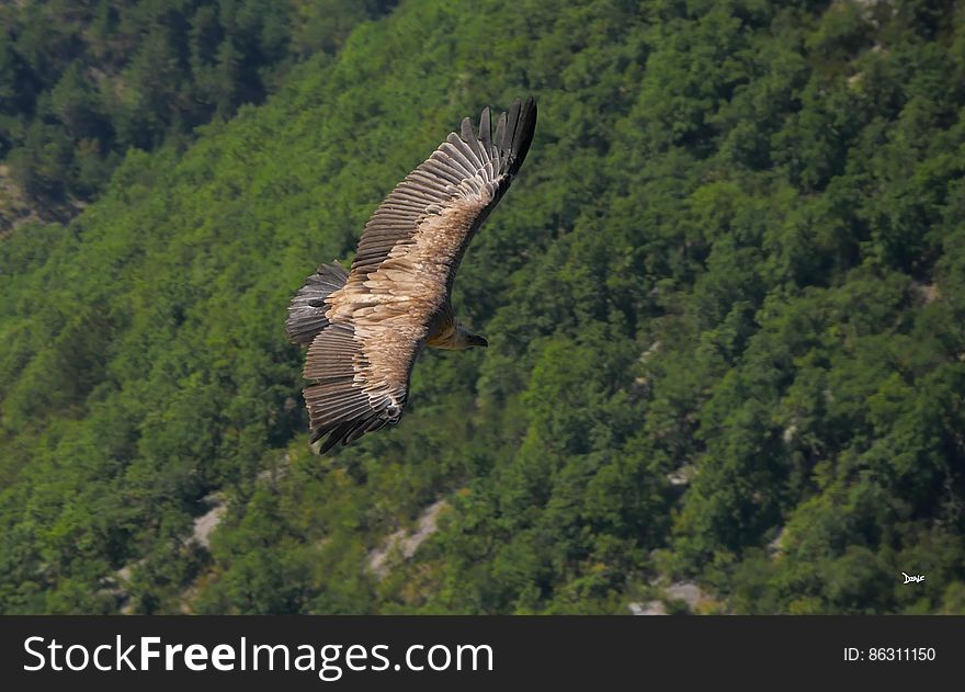 Bird, Accipitridae, Plant, Mountain, Beak, Falconiformes