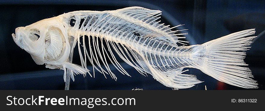 fish skeleton