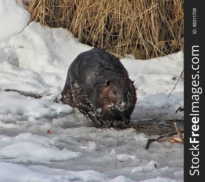 The beaver emerged from a hole in the ice near the bank and went to work on a tree. The beaver emerged from a hole in the ice near the bank and went to work on a tree.