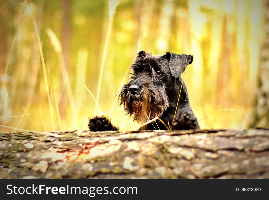 Outdoor portrait of terrier dog sitting in golden grasses on sunny day.