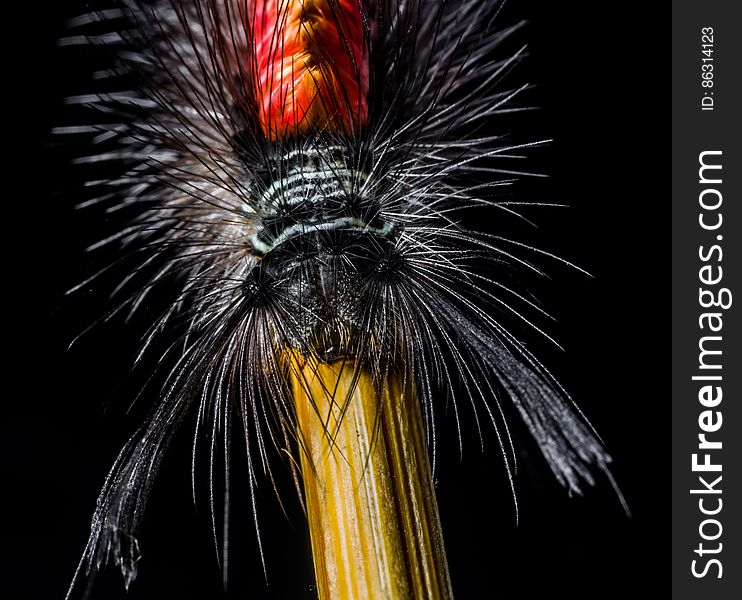 Red Yellow and Black Caterpillar
