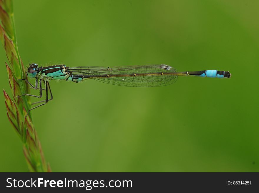 Macro Photography of Blue and Brown Dragonfly